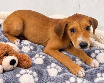 Zander -  Australian Cattle Dog Blue Heeler and Border Collie Dog for Adoption in Kemp, Texas - Zander | PetCurious