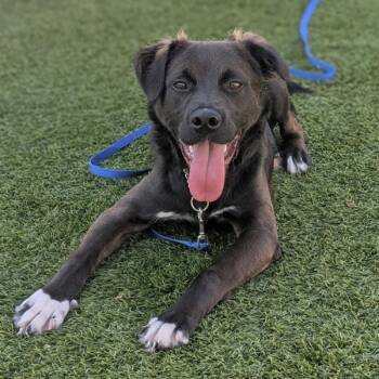 Rescue Shepherd Dogs for Adoption in Oakville, Ontario - Newt | PetCurious