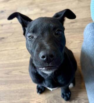 Labrador Retriever and Mixed Breed Dogs Available for Adoption - Fly | PetCurious