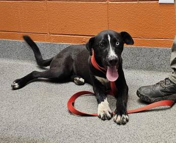 ROSCOE -  Labrador Retriever and Mixed Breed Dog for Adoption - ROSCOE | PetCurious