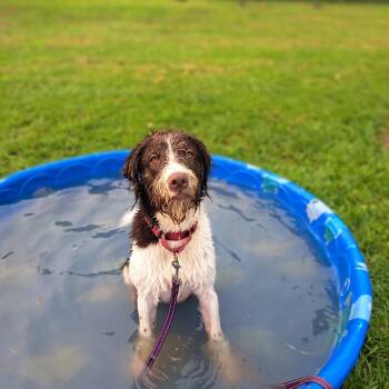 shrek -  German Wirehaired Pointer Dog for Adoption in Wooster, Ohio - Shrek | PetCurious