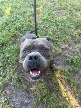 WRANGLER -  American Bulldog Dog for Adoption in Fort Lauderdale, Florida - WRANGLER | PetCurious