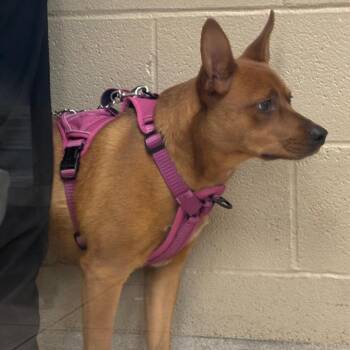 Feist Dogs Available for Adoption - Kida (Key-da) | PetCurious