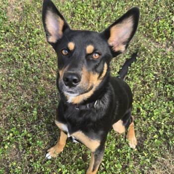 Terrier Dogs Available for Adoption in San Antonio, Texas - CLAIRE-BEAR | PetCurious