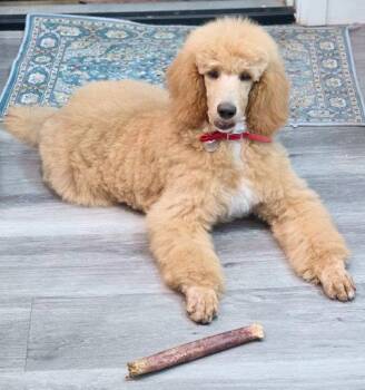Princess Buttercup -  Standard Poodle Dog for Adoption in Anaheim, California - Princess Buttercup | PetCurious