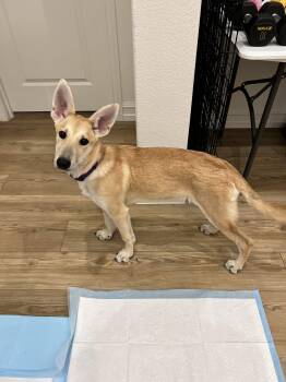 Roo -  Mixed Breed Dog for Adoption in Anna, Texas - Roo | PetCurious