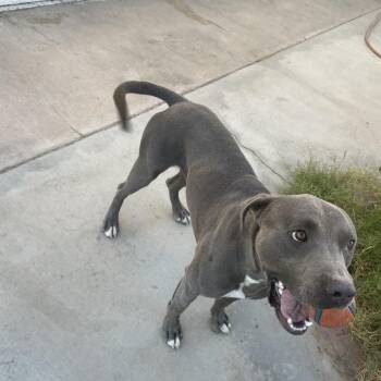 Bluey -  Pit Bull Terrier Dog for Adoption in Yuma, Arizona - Bluey | PetCurious