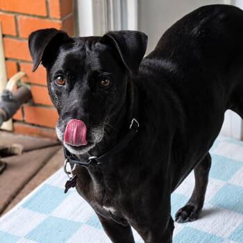Moe -  Labrador Retriever and Mixed Breed Dog for Adoption in Houston, Texas - Moe | PetCurious