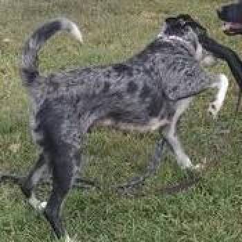 Rocky (was listed as Mama-opoly with you) -  Catahoula Leopard Dog and Mixed Breed Dog Available for Adoption in Jasper, Indiana - Rocky (was Listed As Mama-opoly With You) | PetCurious