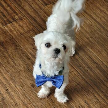 Rocket (SC) -  Maltese Dog for Adoption in Chattanooga, Tennessee - Rocket (SC) | PetCurious