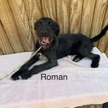 Poodle and Mixed Breed Dogs Available for Adoption - Roman | PetCurious