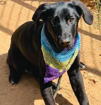 Dorito $85 -  Labrador Retriever and Mixed Breed Dog for Adoption in Seneca, South Carolina - Dorito $85 | PetCurious