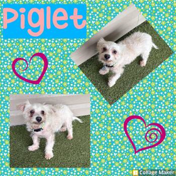 Piglet -  Maltese Dog for Adoption in Clearfield, Pennsylvania - Piglet | PetCurious