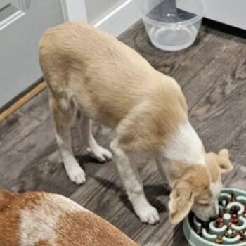 Rescue Cattle Dog Dogs for Adoption in Hohenwald, Tennessee - Buster | PetCurious