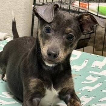 Ford -  Chihuahua Dog for Adoption in Worcester, Massachusetts - Ford | PetCurious