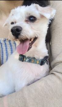 Maltese Dogs Available for Adoption in Fort Bragg, California - Andi | PetCurious