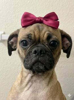 ELLIE -  Pug Dog for Adoption in Cary, North Carolina - ELLIE | PetCurious