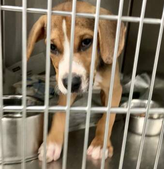 Griff -  Beagle Dog for Adoption in Parma, Ohio - Griff | PetCurious