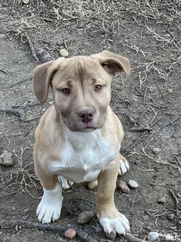 Australian Shepherd and Corgi Dogs Available for Adoption - Bologna  | PetCurious