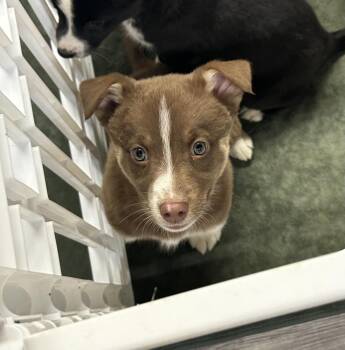 Siberian Husky Dogs Available for Adoption - Timber | PetCurious