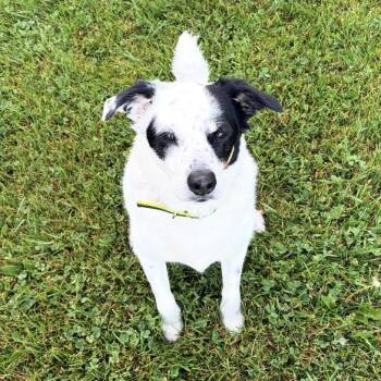 Border Collie Dogs Available for Adoption in South Plainfield, New Jersey - Daisy | PetCurious