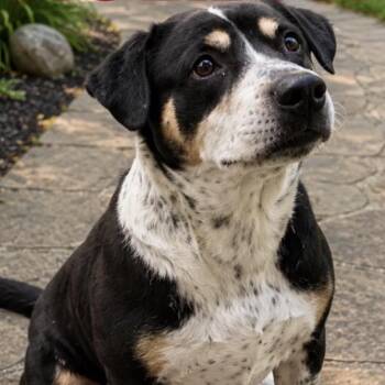 Lyric -  Mixed Breed Dog for Adoption in Eureka Springs, Arkansas - Lyric | PetCurious