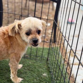Yorkshire Terrier and Shih Tzu Dogs Available for Adoption in Phoenix, Arizona - Lady | PetCurious