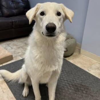 Akbash Dogs Available for Adoption in Pacific, Missouri - Coco | PetCurious