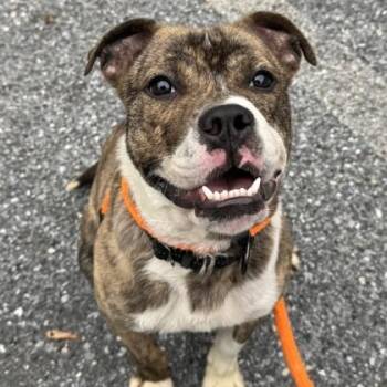 Mixed Breed Dogs Available for Adoption in Philadelphia, Pennsylvania - Tien | PetCurious