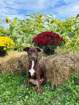 Collin -  Mixed Breed Dog for Adoption in Salisbury, Maryland - Collin | PetCurious