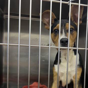Yoda -  Terrier and Mixed Breed Dog for Adoption in Tanner, Alabama - Yoda | PetCurious