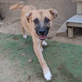 Autumn -  Australian Shepherd and Boxer Dog for Adoption in Tishomingo, Oklahoma - Autumn | PetCurious