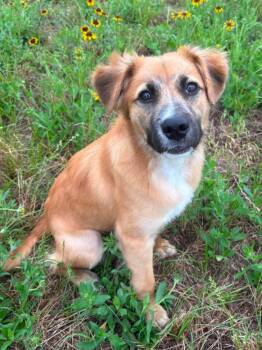 Brittany Spaniel Dogs Available for Adoption in Mooresville, North Carolina - Levi | PetCurious