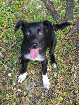 Bobby -  Border Collie and Terrier Dog for Adoption in Albion, New York - Bobby | PetCurious
