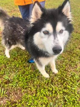 Cheyenne -  Alaskan Malamute Dog for Adoption in Scott, Louisiana - Cheyenne | PetCurious
