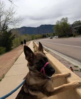 Kiki -  German Shepherd Dog Dog for Adoption in Colorado Springs, Colorado - Kiki | PetCurious