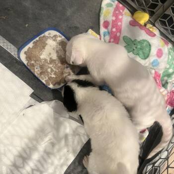 Bowser -  American Staffordshire Terrier Dog for Adoption in San Antonio, Texas - Bowser | PetCurious