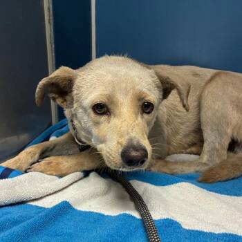 Chico -  Mixed Breed Dog for Adoption in Yuma, Arizona - Chico | PetCurious