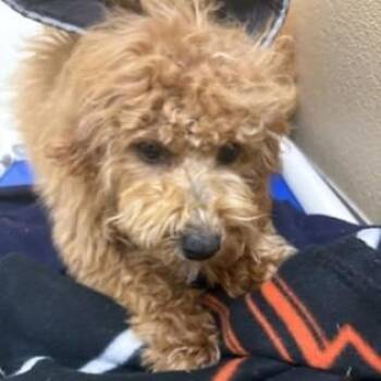 Goldendoodle and Miniature Poodle Dogs Available for Adoption in Phoenixville, Pennsylvania - Virginia | PetCurious