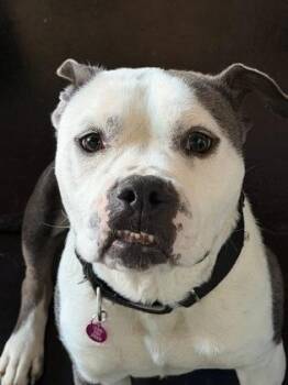 Gonzo -  Mixed Breed Dog for Adoption in Atlanta, Georgia - Gonzo | PetCurious