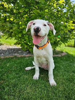 Kyle -  Pit Bull Terrier and Border Collie Dog for Adoption in Minneapolis, Minnesota - Kyle | PetCurious