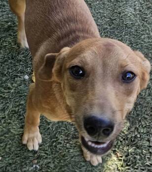 Felix Funny -  Yellow Labrador Retriever and Hound Dog for Adoption in Andover, Massachusetts - Felix Funny | PetCurious
