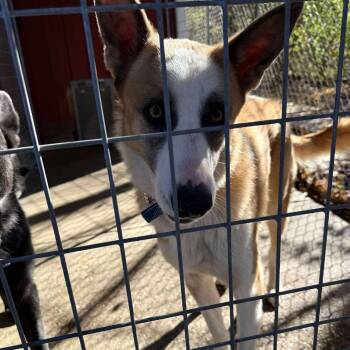 Rescue Mixed Breed Dogs for Adoption in Huntington, West Virginia - Thor Stray Hold 11/22 | PetCurious