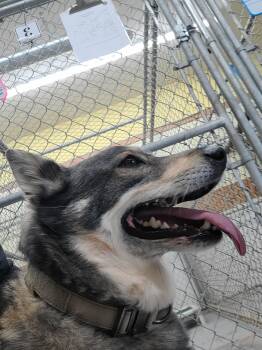 Norwegian Elkhound Dogs Available for Adoption in Fort Smith, Northwest Territories - Sheba | PetCurious