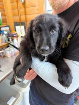 Jefferson -  Australian Shepherd and Golden Retriever Dog for Adoption in Severance, Colorado - Jefferson | PetCurious