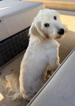 Loki -  Poodle Dog for Adoption in Hillside, Illinois - Loki | PetCurious