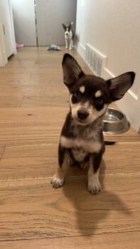 Rescue Shepherd Dogs for Adoption in Broomfield, Colorado - JAZZY | PetCurious