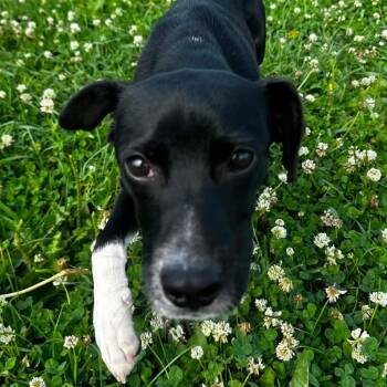 Artie -  Mixed Breed Dog for Adoption - Artie | PetCurious