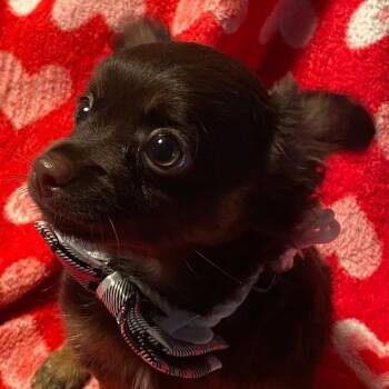 Teddy -  Chihuahua Dog for Adoption in Spencer, Indiana - Teddy | PetCurious