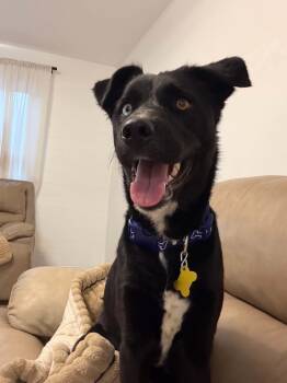 Landen -  Husky Dog for Adoption in Salt Lake City, Utah - Landen | PetCurious